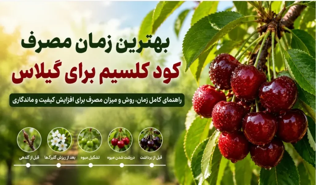 بهترین زمان مصرف کود کلسیم برای گیلاس